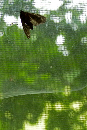 Caravan, Pfaffenhofen an der Glonn, 28.06.14